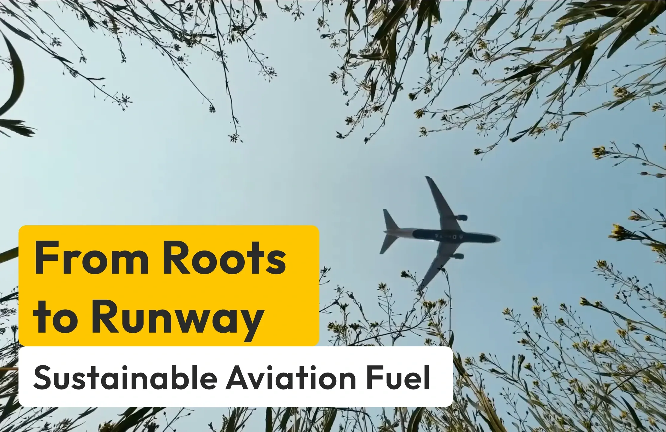 From roots to runway, sustainable aviation fuel