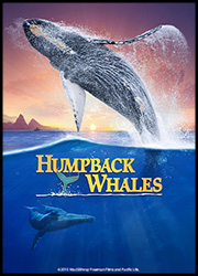 Humpback Whales Humpback Whales Poster