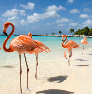 Flamingos on the beach.