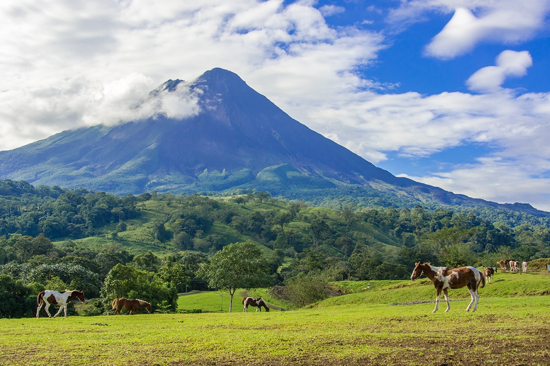 Arenal Volcano rising above lush green hills with grazing cattle in Costa Rica. 