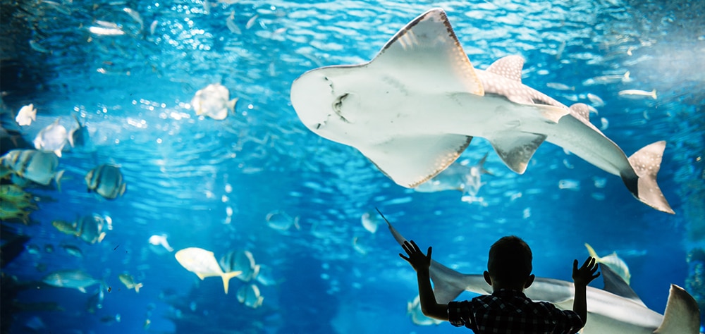 Sharks and tropical fish inside a large aquarium viewed by a child. 