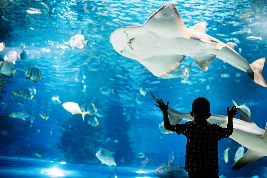 Sharks and tropical fish inside a large aquarium viewed by a child. 