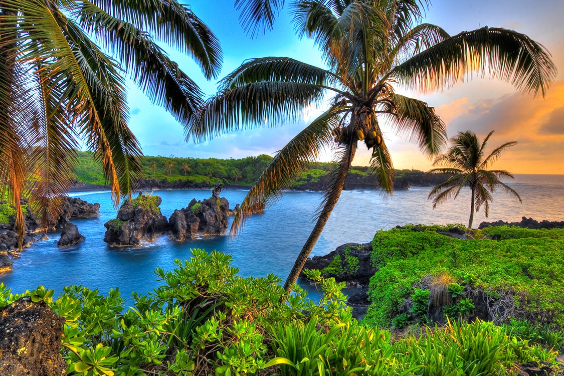Tropical Maui coatline with palm trees, black lava rocks, and lush tropical greenery. 