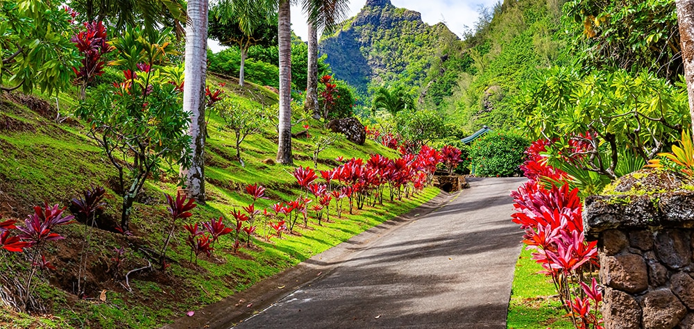 Lush tropical garden path in Maui surrounded by palm trees, vibrant red plants, and green mountain scenery. 