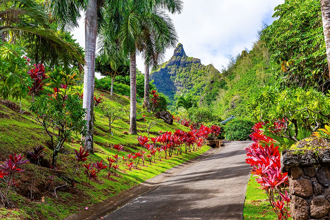Lush tropical garden path in Maui surrounded by palm trees, vibrant red plants, and green mountain scenery. 