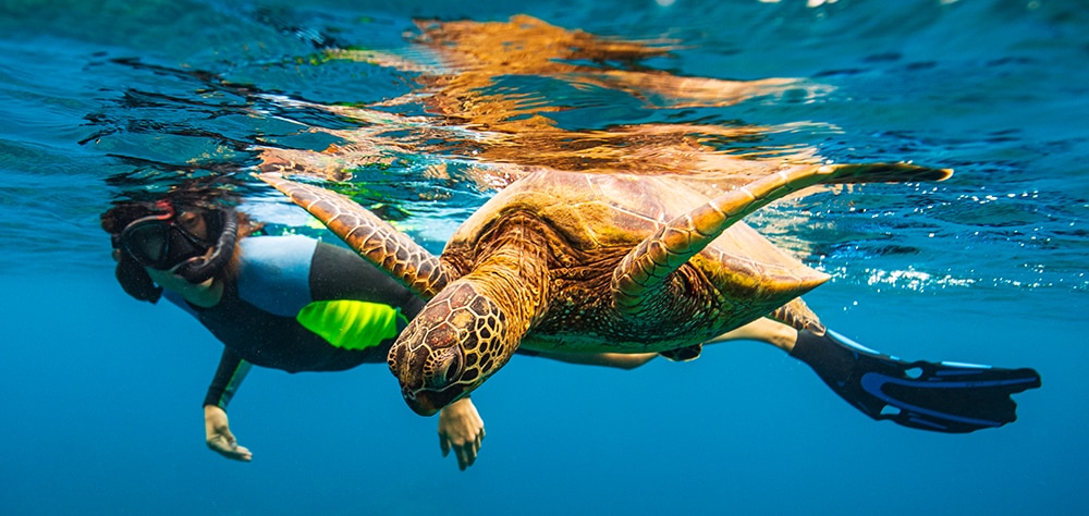 Snorkeler swimming alongside a Hawaiian green sea turtle in clear blue ocean waters. 