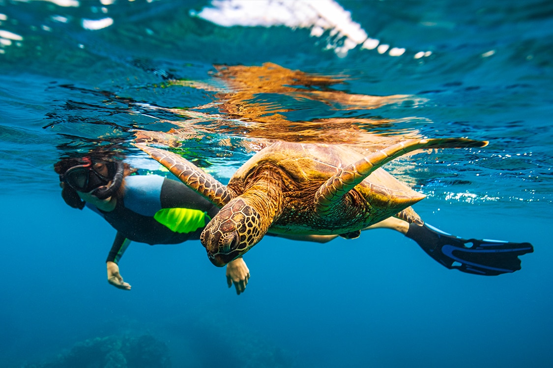 Snorkeler swimming alongside a Hawaiian green sea turtle in clear blue ocean waters. 
