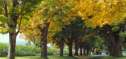 Fall trees